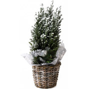 Arvore de Natal - CX01 - A 30-40 cm